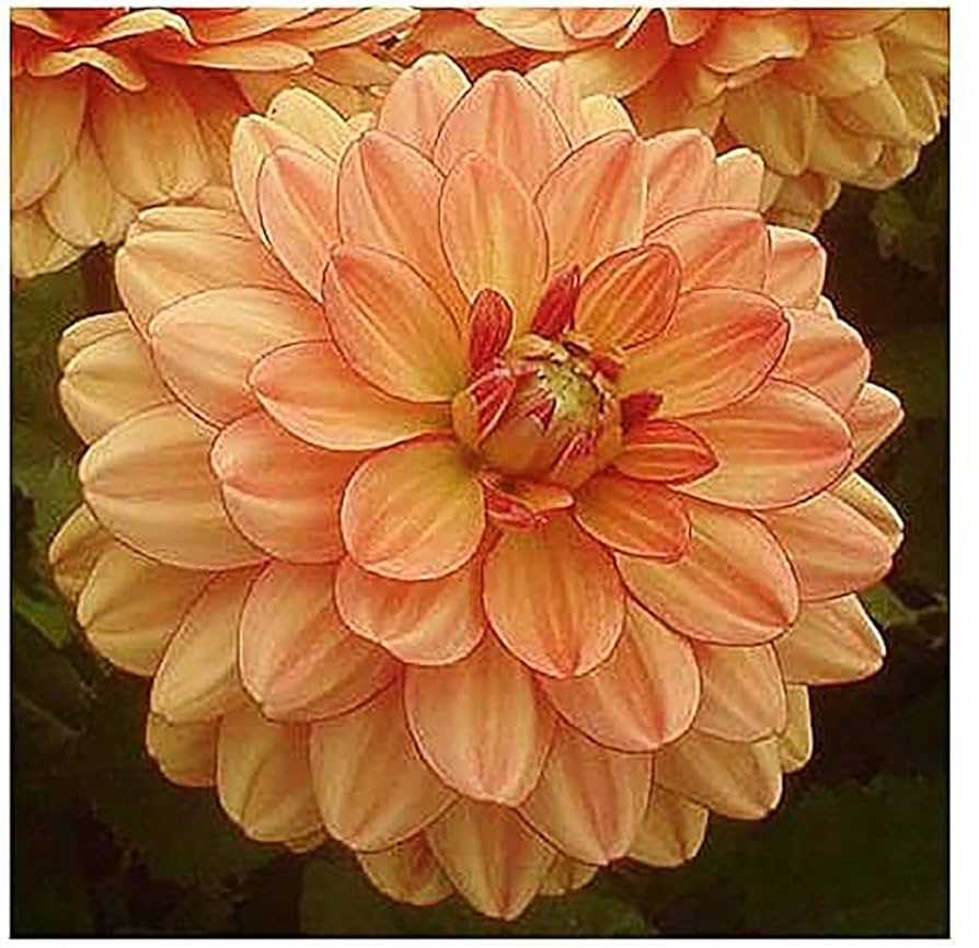 Dahlia確認ページ 20th Ave Softer Peach Dahlia Tuber | 20th Ave Softer Peach